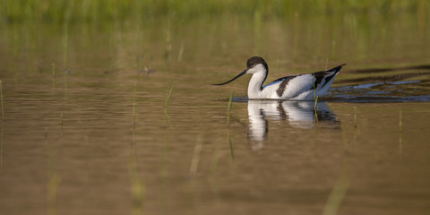 Avocette élégante - Recurvirostra avosetta - Pied Avocet