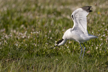 Avocette élégante - Recurvirostra avosetta - Pied Avocet