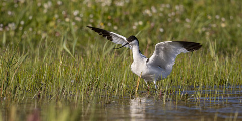 Avocette élégante - Recurvirostra avosetta - Pied Avocet