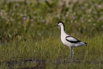 Avocette élégante - Recurvirostra avosetta - Pied Avocet