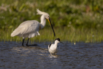 Avocette élégante - Recurvirostra avosetta - Pied Avocet