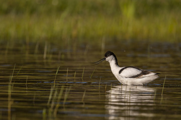 Avocette élégante - Recurvirostra avosetta - Pied Avocet