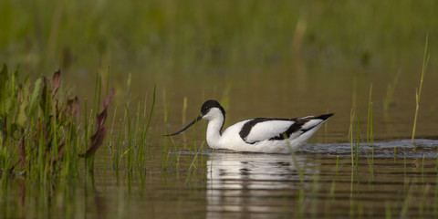 Avocette élégante - Recurvirostra avosetta - Pied Avocet