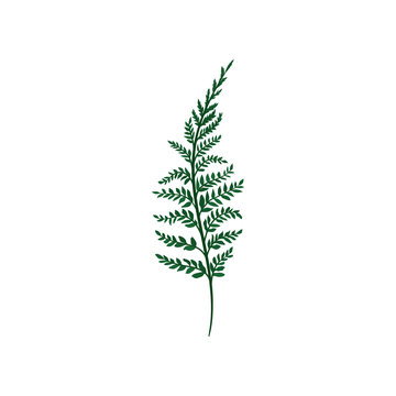 Green fern twig with small leaves. Natural element. Forest plant. Nature and botany theme. Flat vector icon