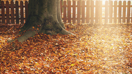 Autumn concept: tree with fallen leafs behind a fence and sunrays-big copyspace