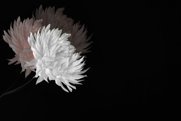 silk flower on  black background with negative space for copy