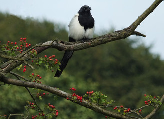 A eurasian magpie perched on the branch of a hawthorn tree with bright red autumn berries against a blue sky in woodland