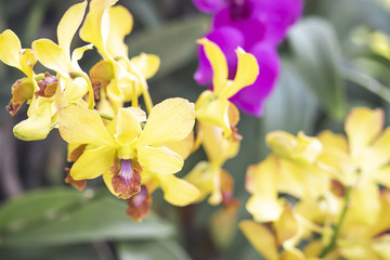 Yellow orchid in the garden.