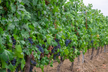 bunches of ripe dark juicy grapes hang on bright green bushes of vineyards on grape fields © Ambartsumian