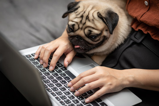 Woman typing and working on laptop with dog Pug breed lying on her knee and looking on screen feeling happiness and comfortable