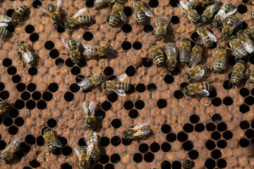 Swarm of bees on honeycomb in apiary. Working bee on honey cells. Apiculture.