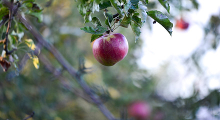 ripe apples ready for harvesting 