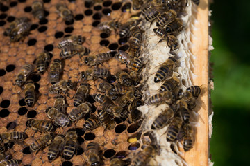 Swarm of bees on honeycomb in apiary. Working bee on honey cells. Apiculture.