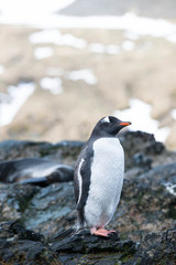 Obraz premium Cute Penguins Seals Sea Lions Elephant