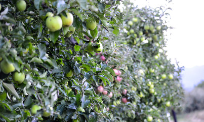 ripe apples ready for harvesting, image of