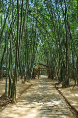 Bamboo grove in Vietnam