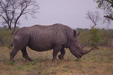 Fototapeta premium rhinoceros blanc