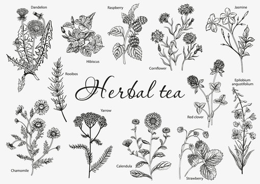 Wild flowers. Herbal tea. Vector illustration.