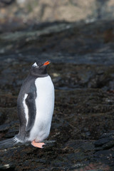 Cute Penguins Seals Sea Lions Elephant