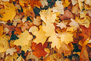 Red maple leaf on yellow leaf background. Autumn background