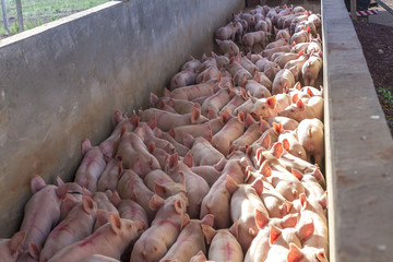 suínos agronegócios