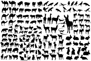 vector, isolated silhouette of animals, collection