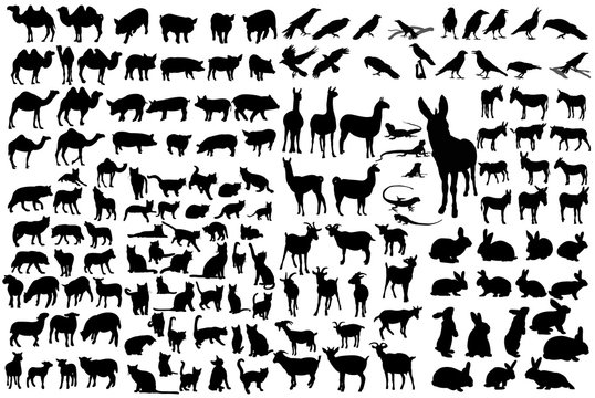 vector, isolated silhouette of animals, collection