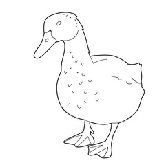 vector, sketch duck on white background
