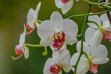 orquidea Orchid
