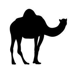 vector, isolated silhouette of a camel on a white background