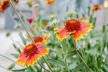 Orange flowers Mediterranean plants 