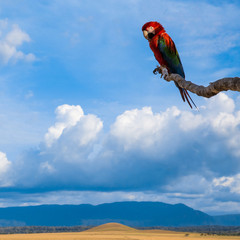 Naklejka premium colorful exotic macaw parrot in Venezuela tropics sitting on a tree branch