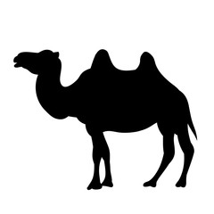 vector isolated silhouette camel