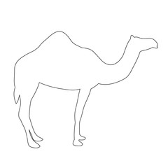 vector, isolated contour of a camel on a white background