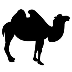 vector, isolated silhouette of a camel