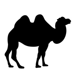  isolated silhouette of a camel walking on a white background