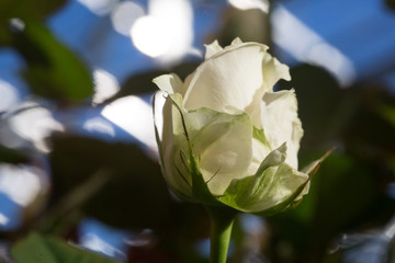 Rose bush. Flower cultivation in greenhouses. A hothouse with roses. Flowers plants in greenhouse.