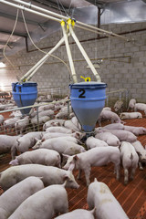 leitão, suínos, suinocultura 