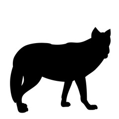 silhouette wolf, predator on white background