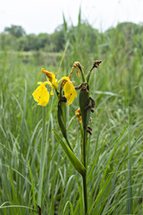 Yellow flower Iris, Water Flag (Iris pseudacorus) with leaves in the natural environment