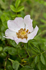 The flower of dog rose, wild rose (Rosa canina) with green leaves in the natural environment. Rosa acicularis