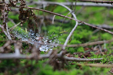 A result of a walk in nature