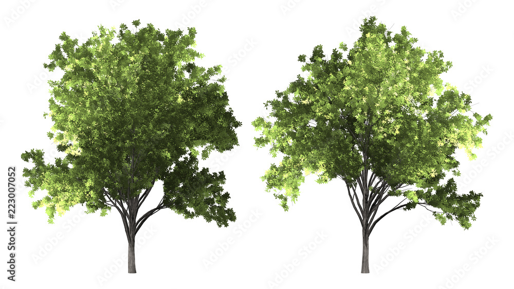 Sticker the collection of tree. zelkova serrata tree isolated on white background with clipping path.