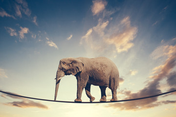 Elephant walking on a line on the sky background.