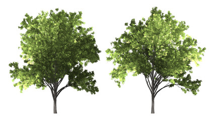 The collection of tree. Zelkova serrata tree isolated on white background with clipping path.