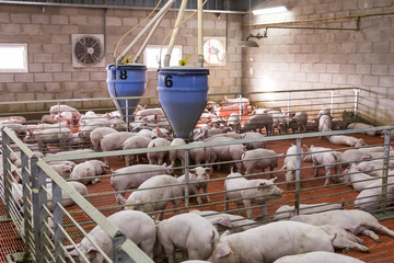 suínos agronegócios