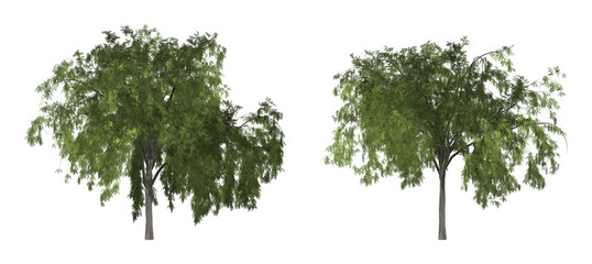 The collection of tree. Pepper tree or California pepper tree isolated on white background with clipping path.