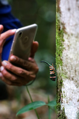 Lantern fly on tree witn hand using phone to take pictures of insect.