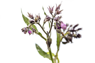 Healthy Comfrey flowers with leaves (Symphytum officinale) on white background. Comfrey is used in organic medicine.