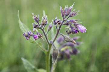 Healthy Comfrey flowers with leaves (Symphytum officinale) in the natural environment. Comfrey is used in organic medicine.